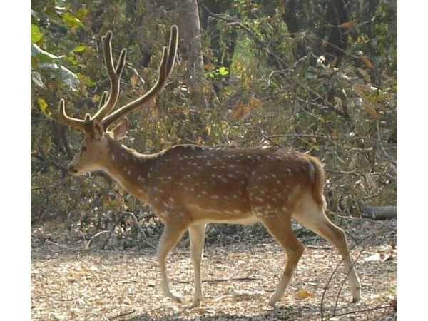 ఇతర ఆకర్షణలు 