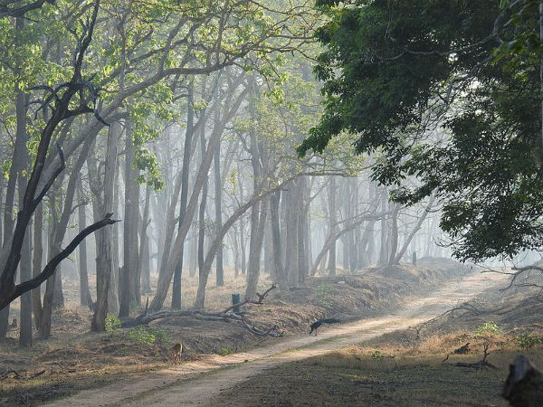 అటవీ ప్రాంతం