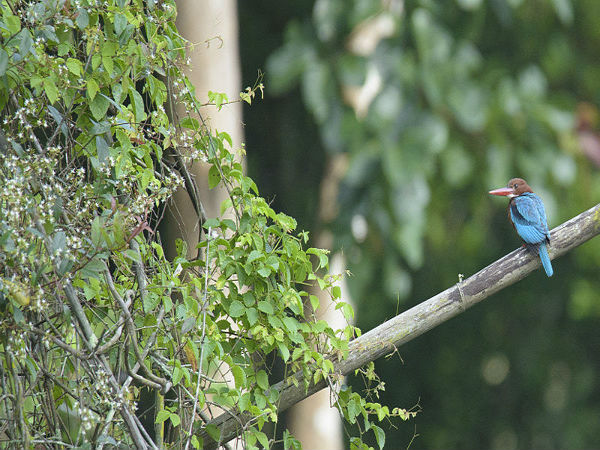 జంగిల్ సఫారి