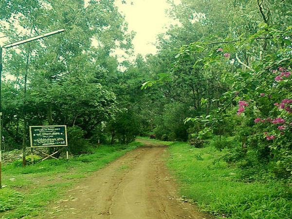అటవీ ఉద్యానవనం & ఔషధ మొక్కల తోట