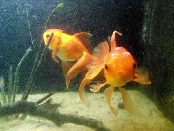 అక్వేరియంలో గోల్డెన్ ఫిష్