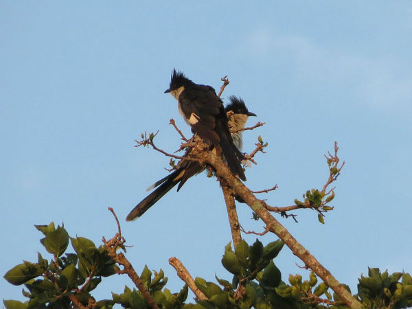 క్లామటోర్ జాకోబిన్స్ పక్షి