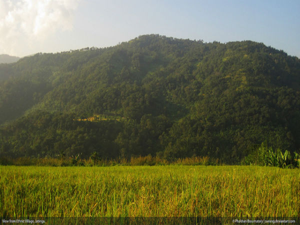 ఆకుపచ్చని వ్యవసాయ క్షేత్రాలు