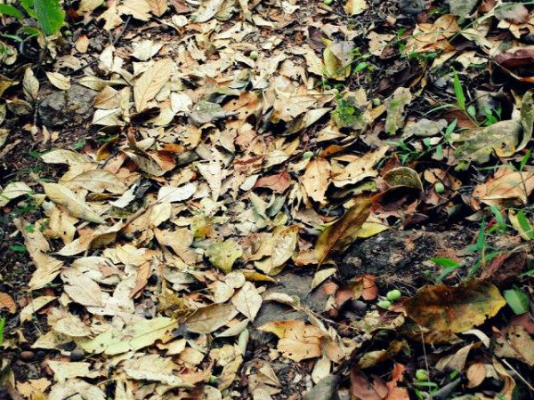 కూర్గ్ లోని గలిబీడు శిఖరం చేరుకొనుటకు కాలినడక ప్రయాణం