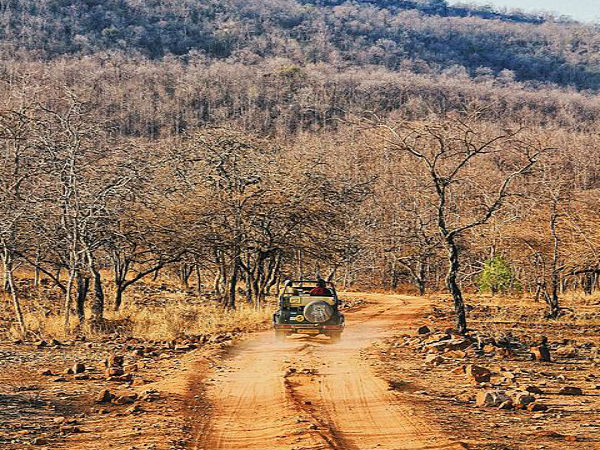 పన్నా నేషనల్ పార్క్, మధ్య ప్రదేశ్ !!