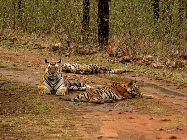 పన్నా నేషనల్ పార్క్, మధ్య ప్రదేశ్ !!