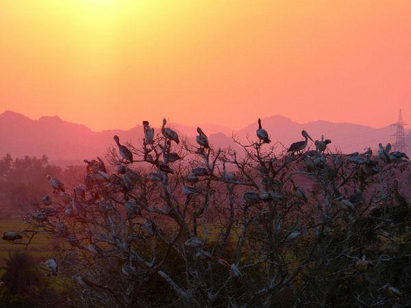 8. తేలినీలాపురం 
