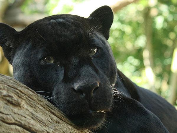 12. పాపి కొండలు