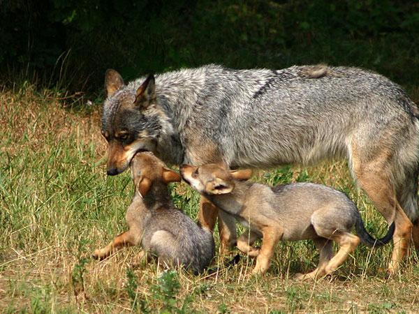 15. పోచారం