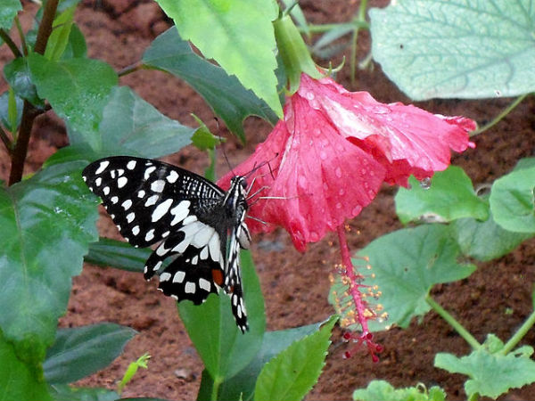 8. ఇందిరాగాంధీ జువలాజికల్ పార్క్