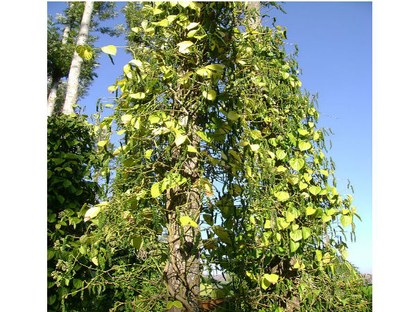 11. ప్రనవానంద స్వామి ఆశ్రమం