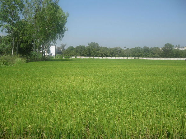 12. ఇచ్చట ప్రధాన పంటలు