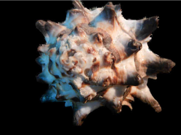 21. రామేశ్వరం ఎలా చేరుకోవాలి ?