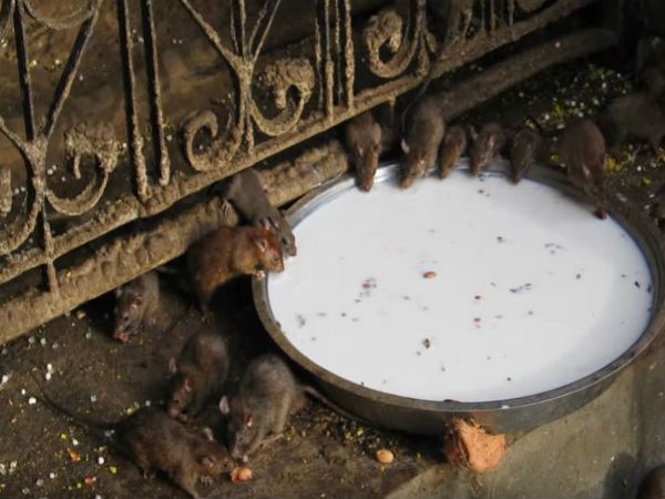 6. పూజించబడే ఎలుకలు