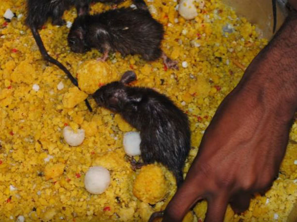 2. కర్ణిమాత దేవాలయం