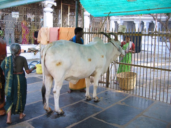 14. ఆయురారోగ్యాలు