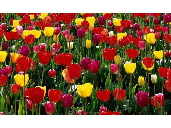 4. ఉత్సాహముతో పండుగ