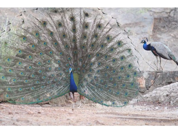 11. మొక్కలు మరియు పువ్వులు