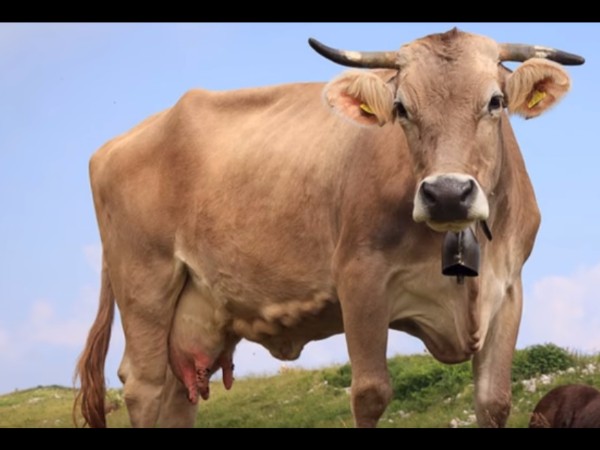 బ్రహ్మాణ ద్రోహం