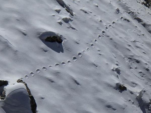 5. ఎలుగుబంటి లాంటి జంతువు