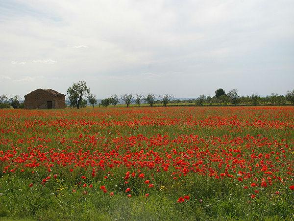 1. గౌరీపుర