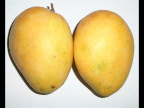 11.పండువా