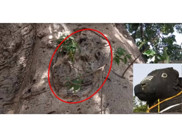 4. నంది ఆకారం