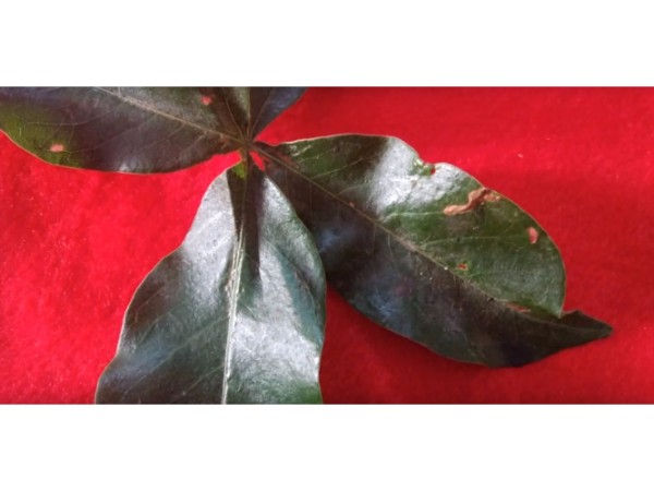 6. ఏనుగు యొక్క తొండం