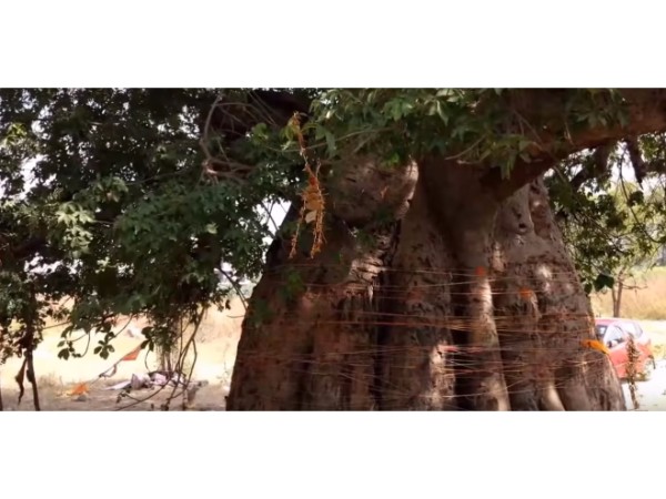 11. కల్పవృక్షం