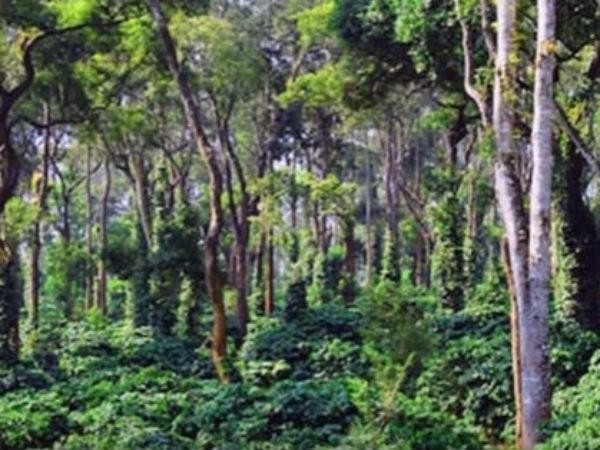 10. శిషుంభా చెట్టు ఏది?