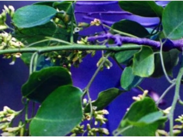 13. బీ.టి చెట్టు