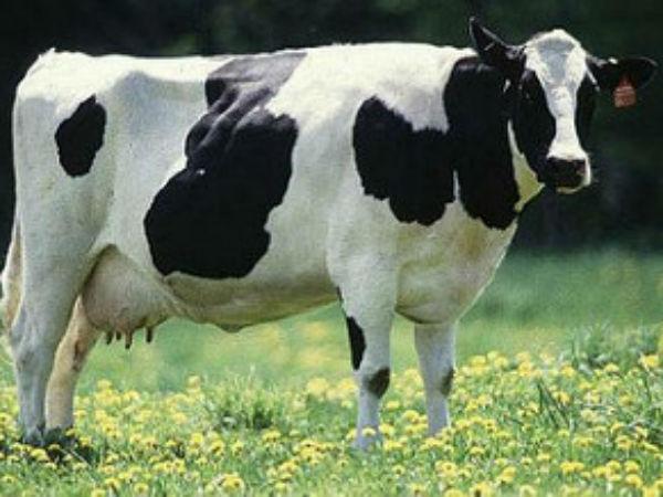 5. కాళి సింగ్ దేవాలయం