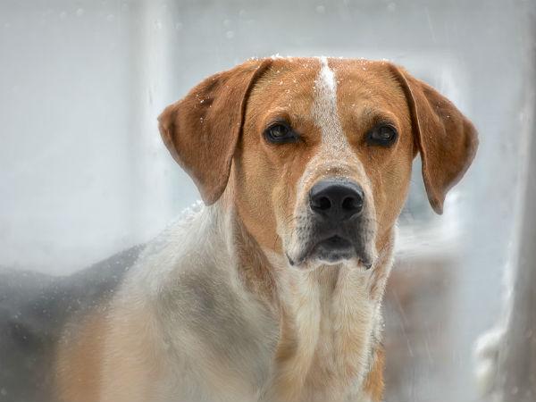 7. కుక్కల దేవాలయం