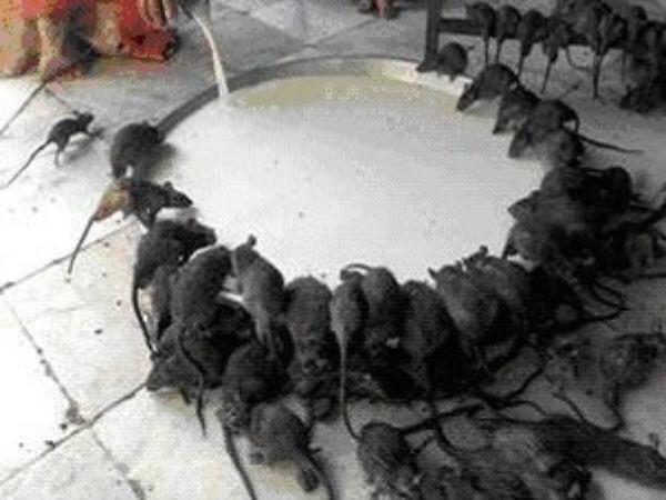 9. కర్ణి మాత దేవాలయం 