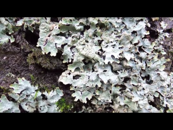 10. బూడిదరంగు మచ్చలు