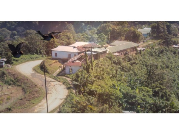 4. పక్షుల ఆత్మహత్యలు