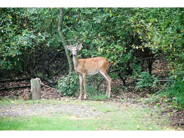 వనస్థలిపురం జింకల పార్క్ 