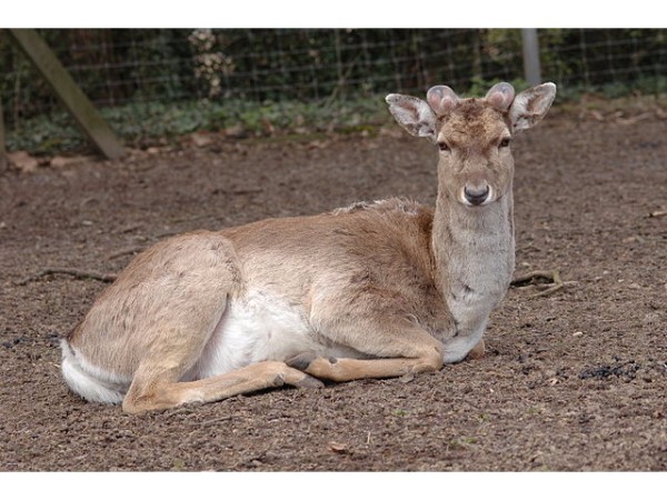 వనస్థలిపురం జింకల పార్క్