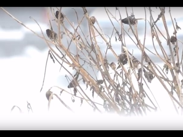 3 నెలలు అసలు సూర్యుడు ఉదయించడు