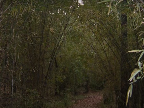 12. స్పందించిన అటవీ శాఖ 