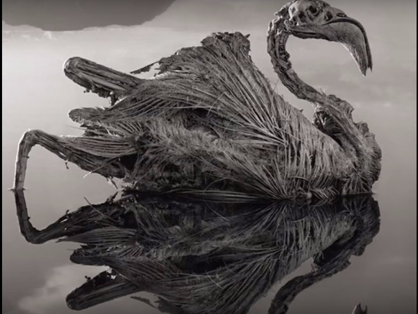 పక్షులు పడిన నరకయాతన 