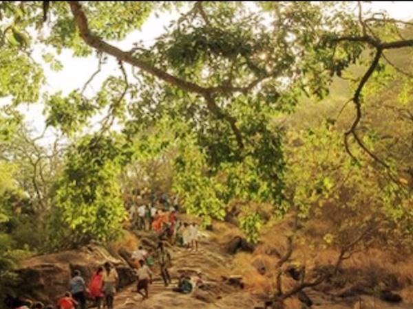 వృక్షాలు