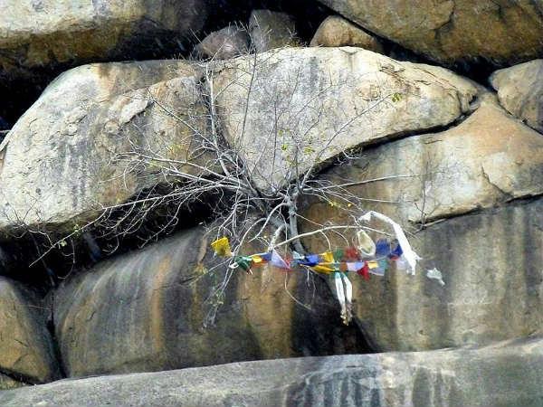 నిర్మాణ శైలి 