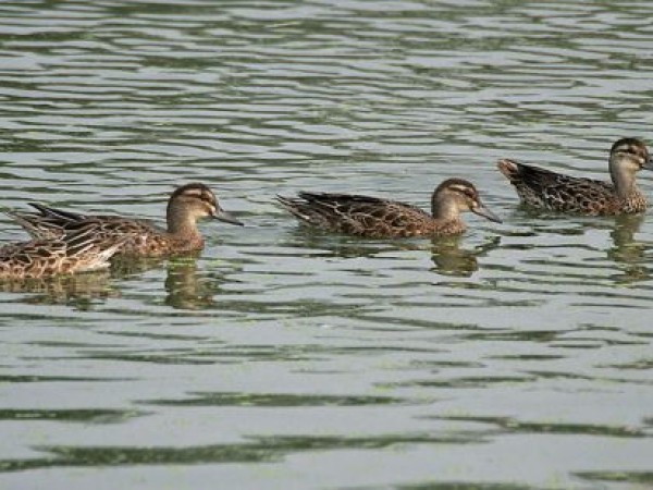 20. ఉప్పలపాడు నేచర్ కన్సర్వేషన్
