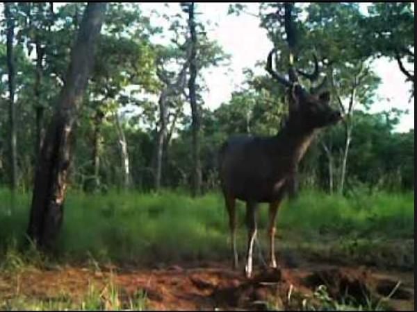 శ్రీశైలం శాంక్చురి