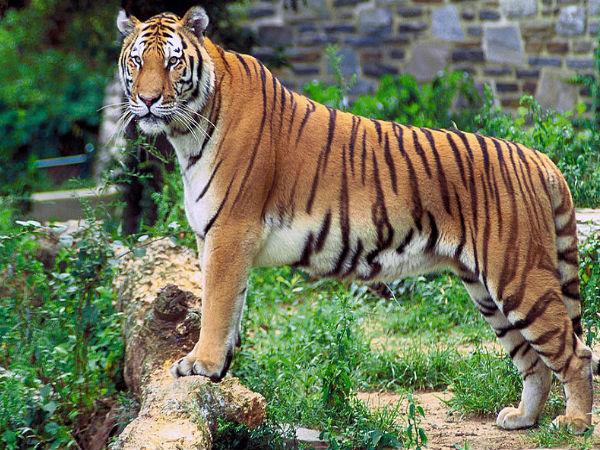 పచ్చదనంతో కూడిన అంబసముద్రం