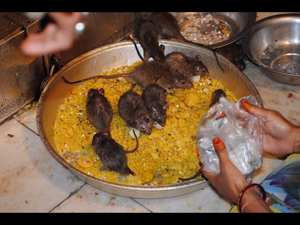 600కుటుంబాలు