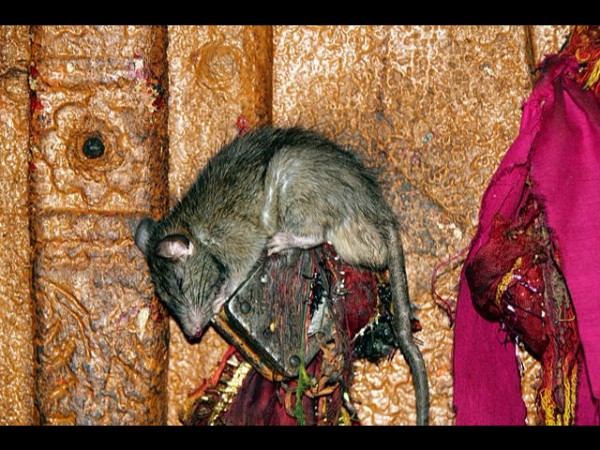 ఇతర దేశాల నుండి కూడా భక్తులు 