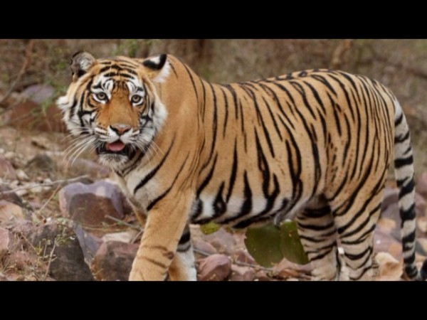 జీన్ మాతా, సికార్