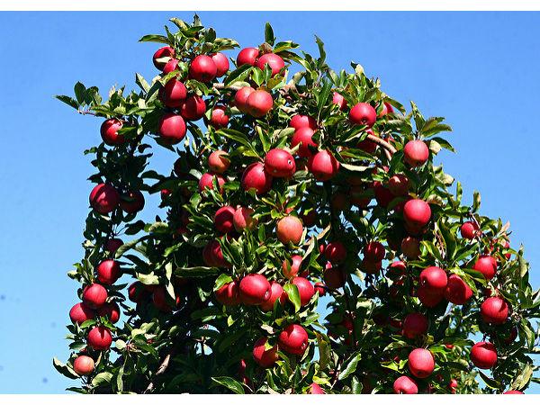 నేరా ఘాటి 